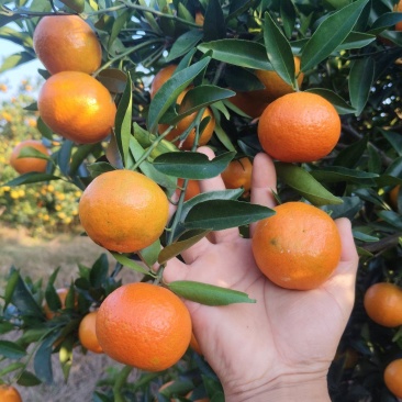 东方红，大量有货