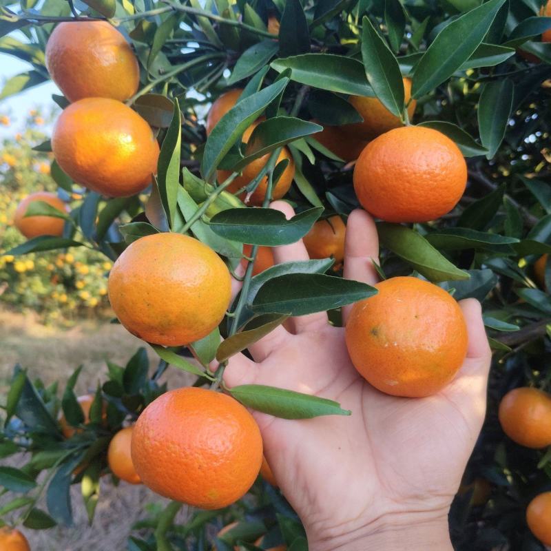 东方红，大量有货