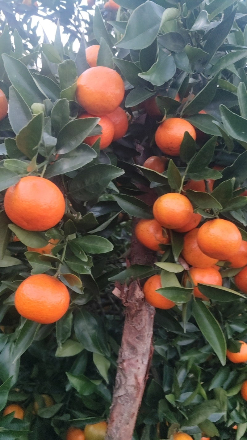 东方红，大量有货