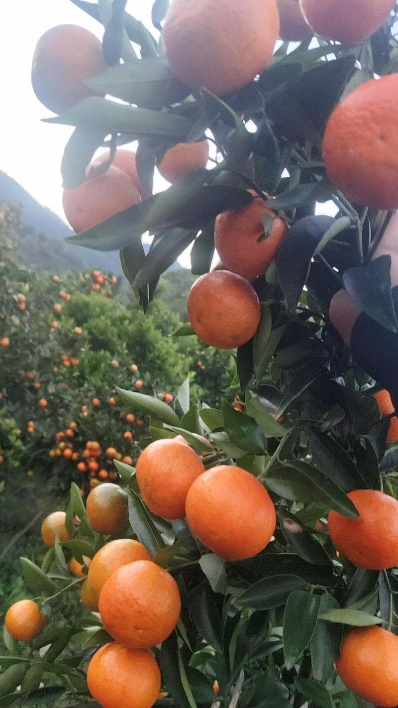 东方红，大量有货