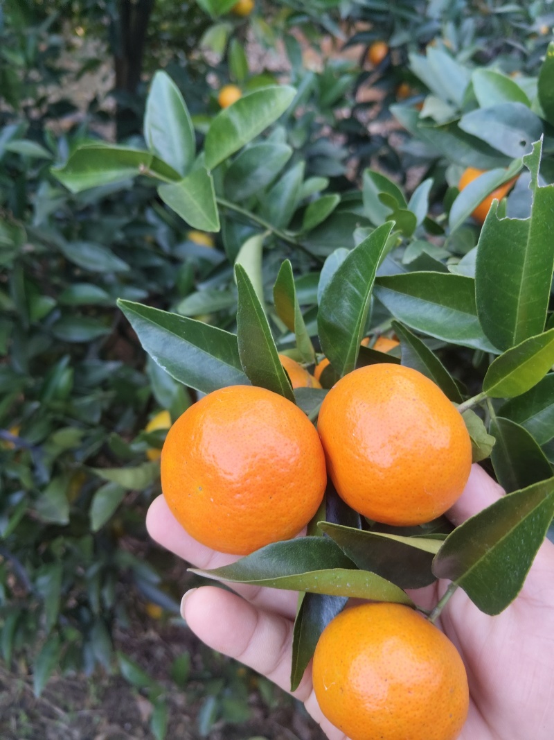 东方红，大量有货