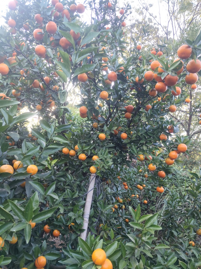 东方红，大量有货