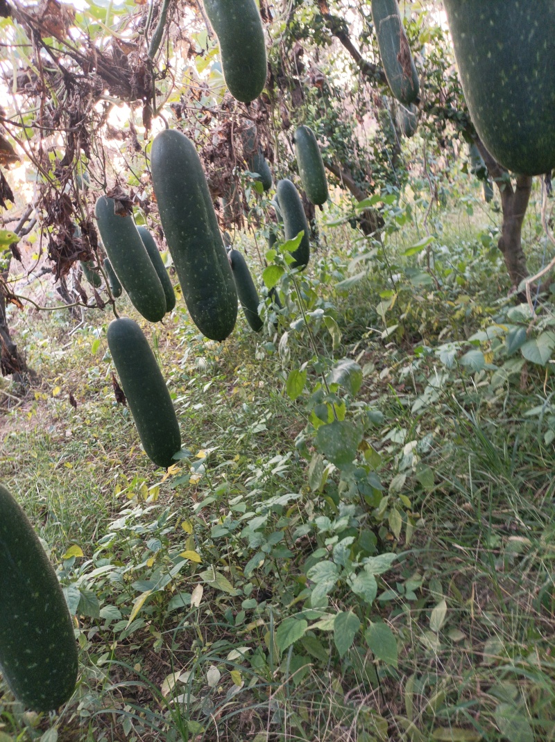 吊成熟毛节瓜新鲜小冬瓜毛冬瓜地头货产地直发