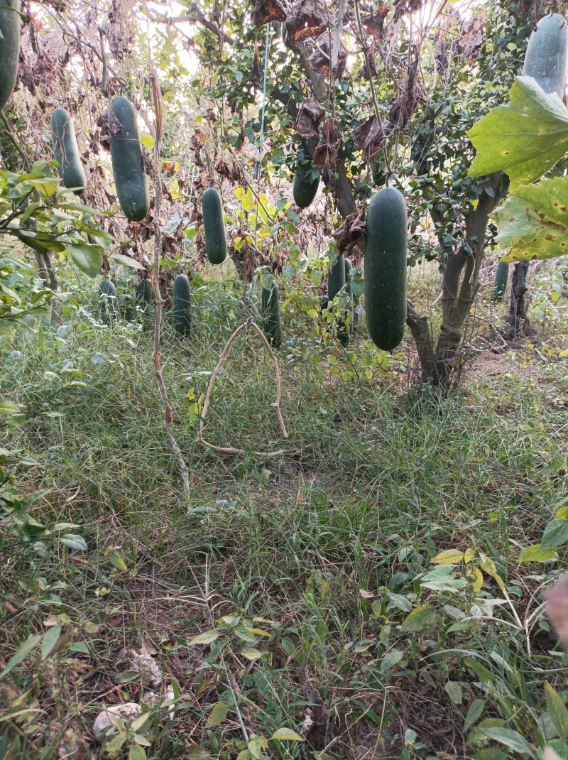 吊成熟毛节瓜新鲜小冬瓜毛冬瓜地头货产地直发