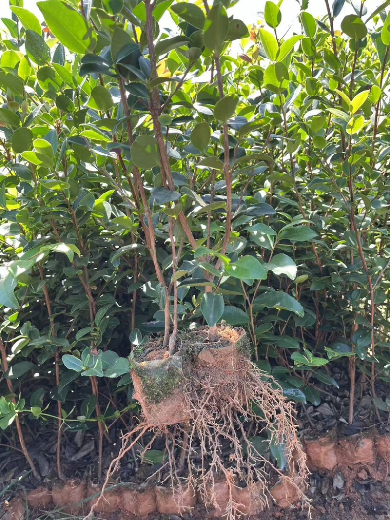油茶苗品种齐全包开证（二证一签）基地直发品质保证