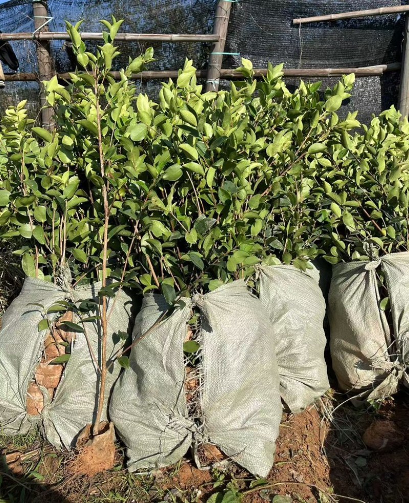 油茶苗品种齐全包开证（二证一签）基地直发品质保证