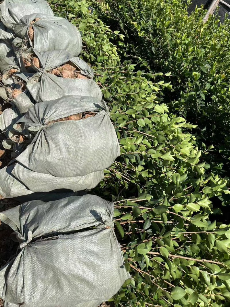油茶苗品种齐全包开证（二证一签）基地直发品质保证