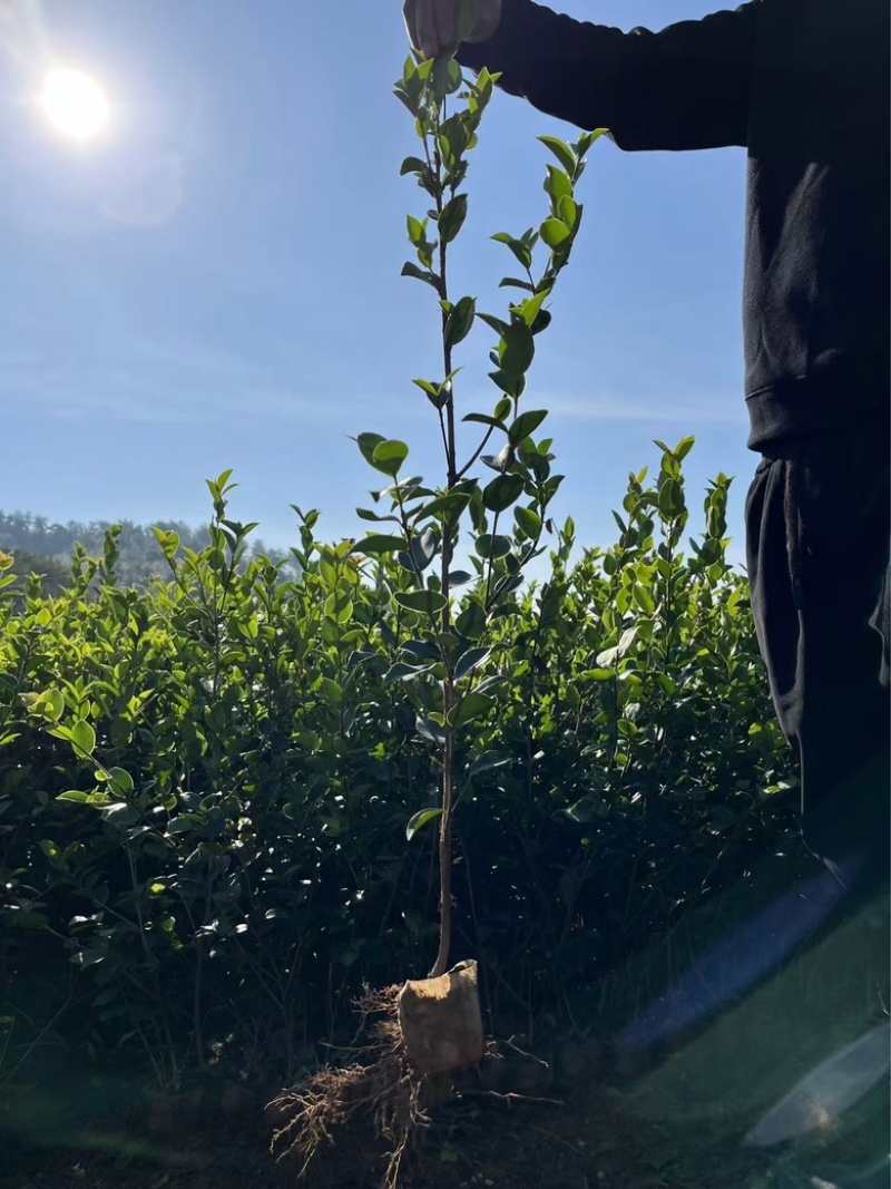 油茶苗品种齐全包开证（二证一签）基地直发品质保证