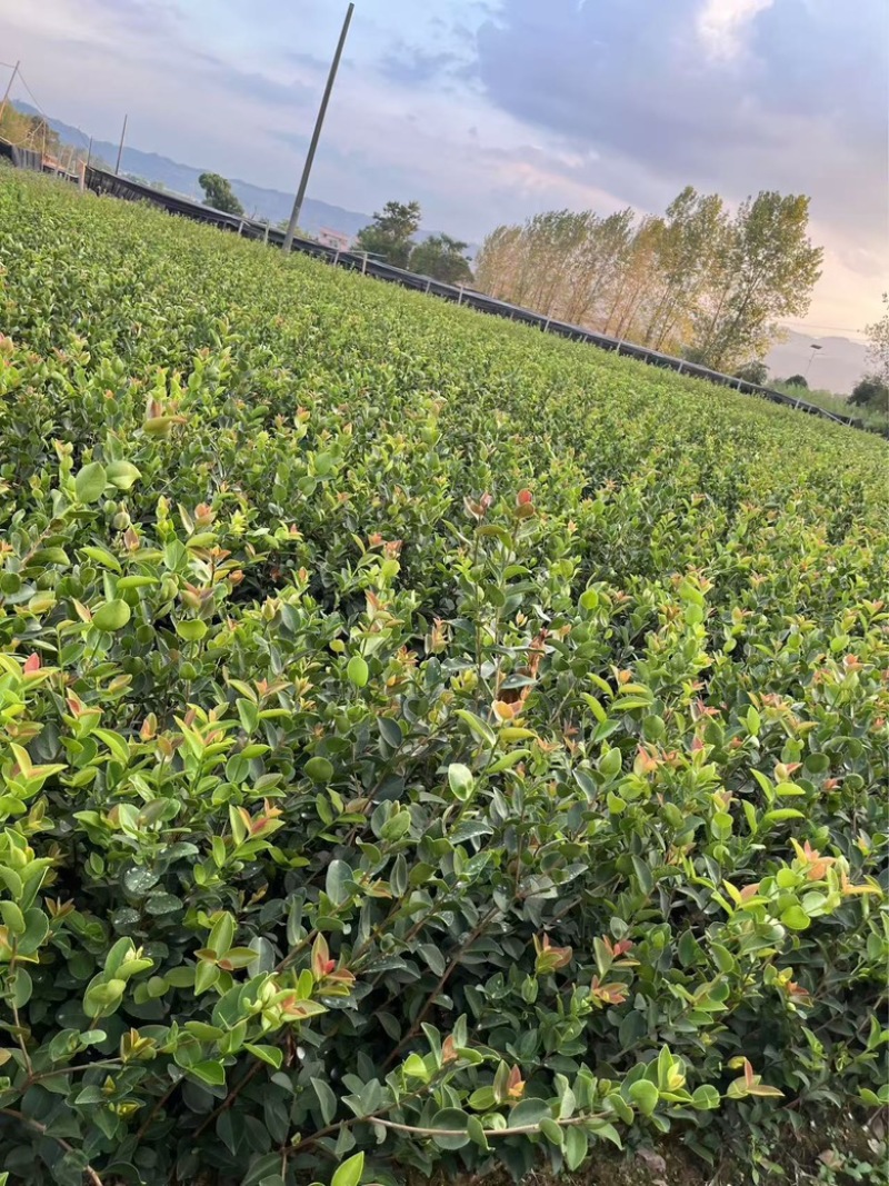 油茶苗品种齐全包开证（二证一签）基地直发品质保证