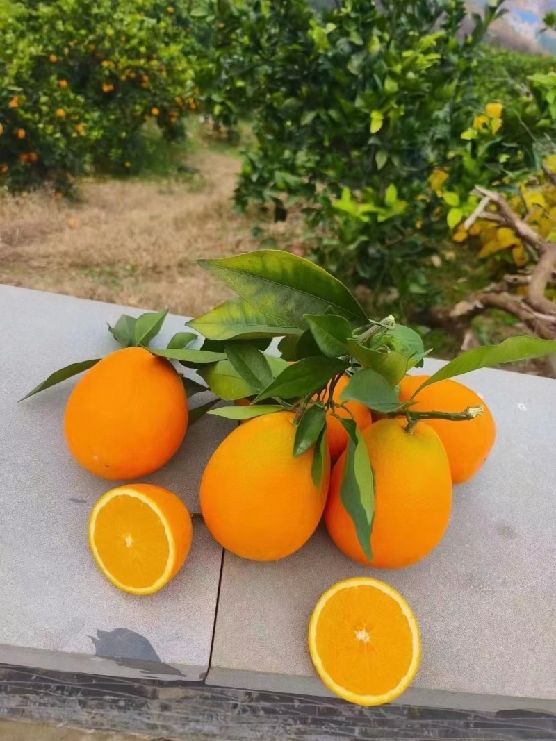 奉节脐橙，长虹，圆红，72-1脐橙