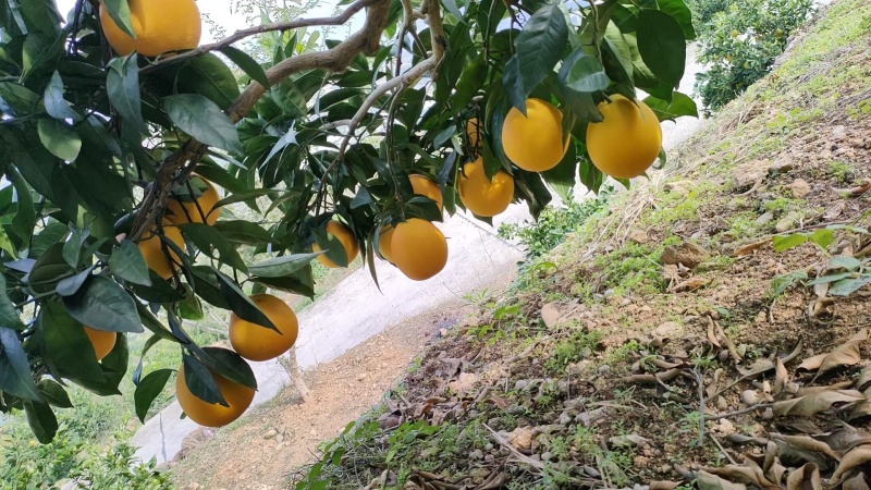 奉节脐橙，长虹，圆红，72-1脐橙