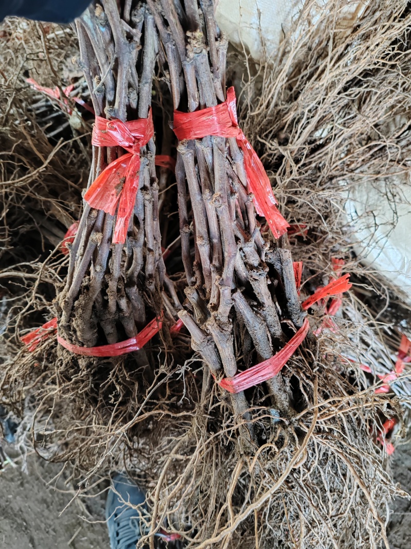 巨峰葡萄苗