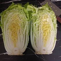 山东惠民精品义和秋白菜，产地白菜大量收走货欢迎来电