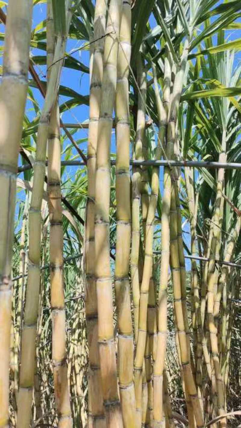 甘蔗