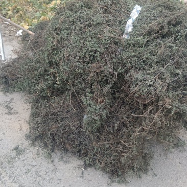 墨旱莲山东临沂的