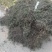 墨旱莲山东临沂的