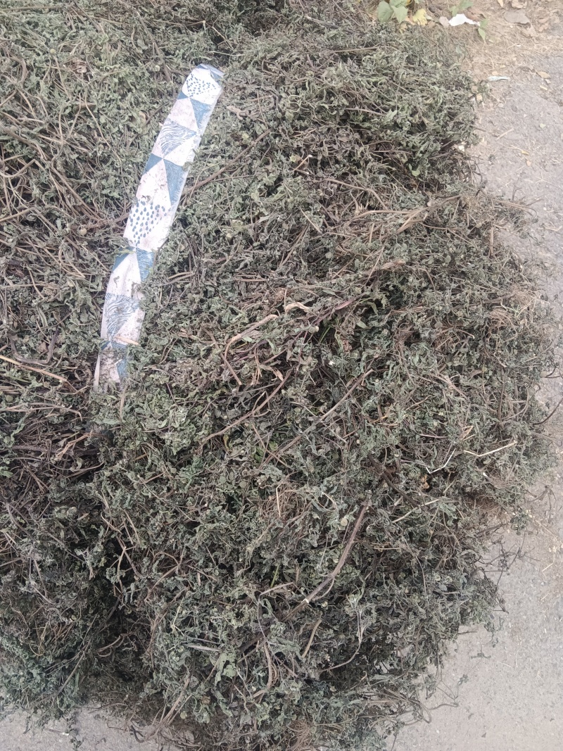 墨旱莲山东临沂的
