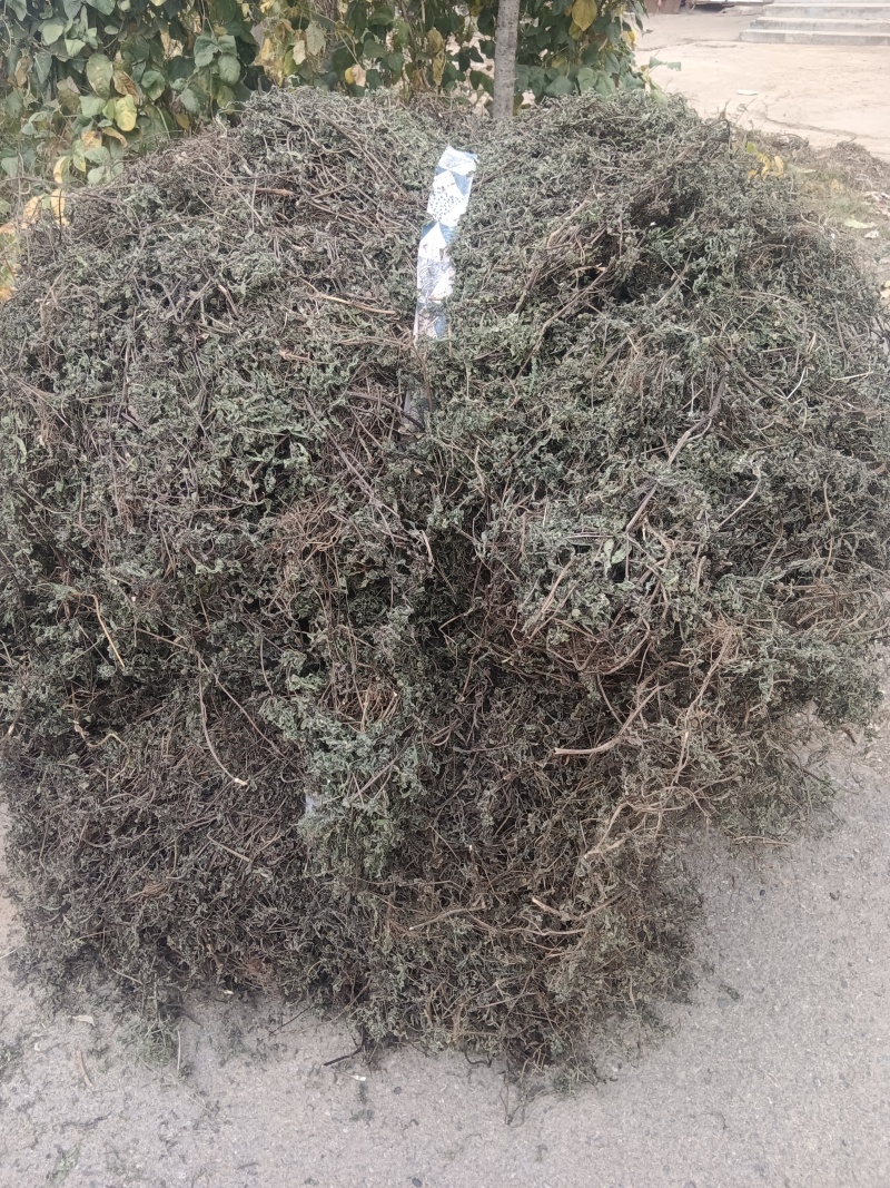 墨旱莲山东临沂的
