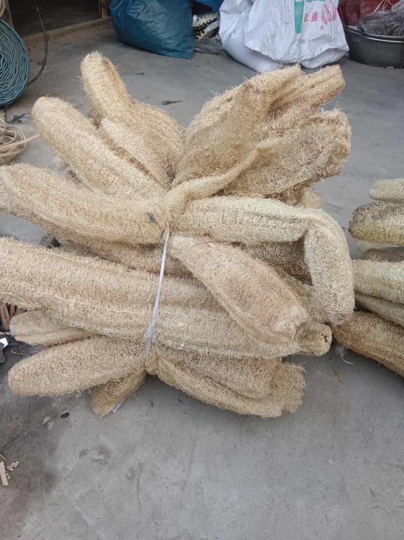 丝瓜络山东临沂的