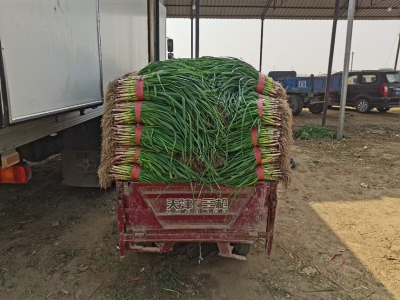 安阳蒜苗新鲜红根蒜苗货源充足大量现货对接批发市场