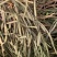 杉树寄生【包邮】各种寄生有货需要可咨询联系
