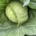 精品甘蓝，扁包菜基地大量供应货源足价格优诚信发货