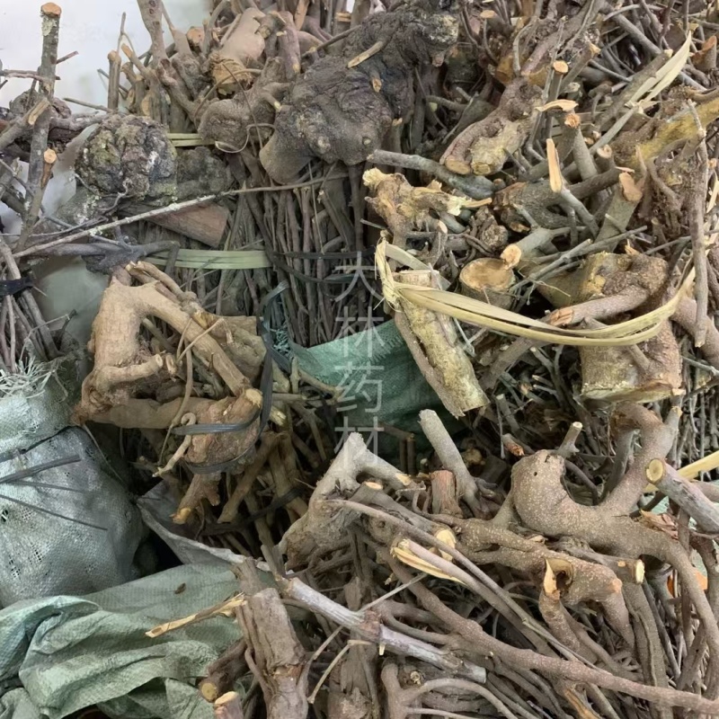 杉树寄生【包邮】各种寄生有货需要可咨询联系