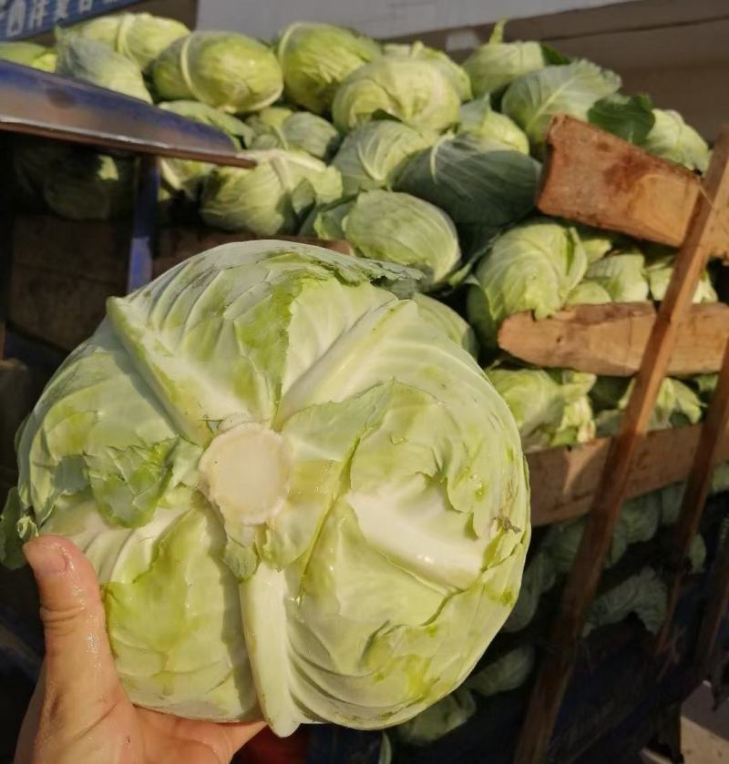 湖北精品甘蓝-圆包菜基地现货直发，量大从优欢迎来电