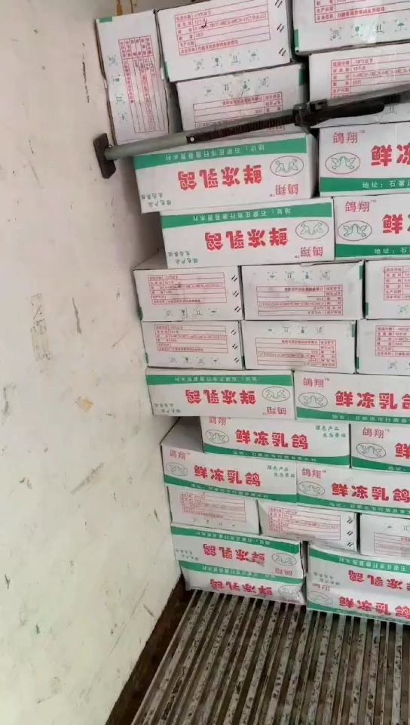 乳鸽，老鸽，稳定供货，保质保量欢迎采购