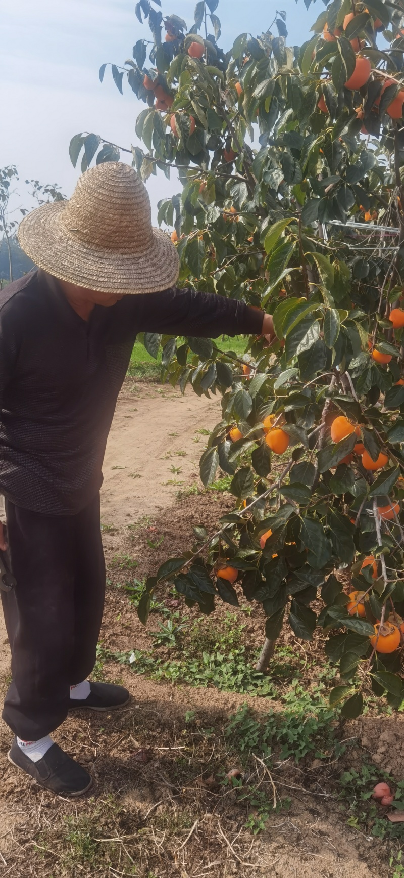 富平尖柿子，优质柿子才能制成优质柿饼。