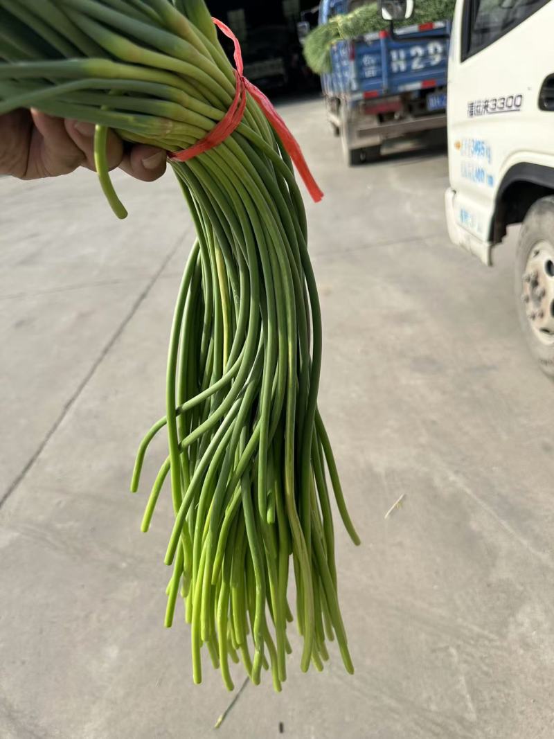 聊城杂交红毛蒜苔以质论价量大从优一条龙服务量大从优