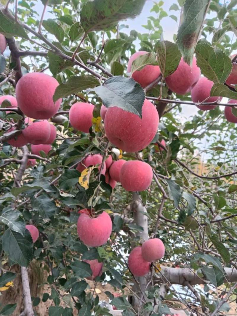 【延安产精品苹果，新鲜上市】