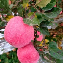 【延安产精品苹果，新鲜上市】