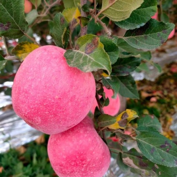 【延安产精品苹果，新鲜上市】