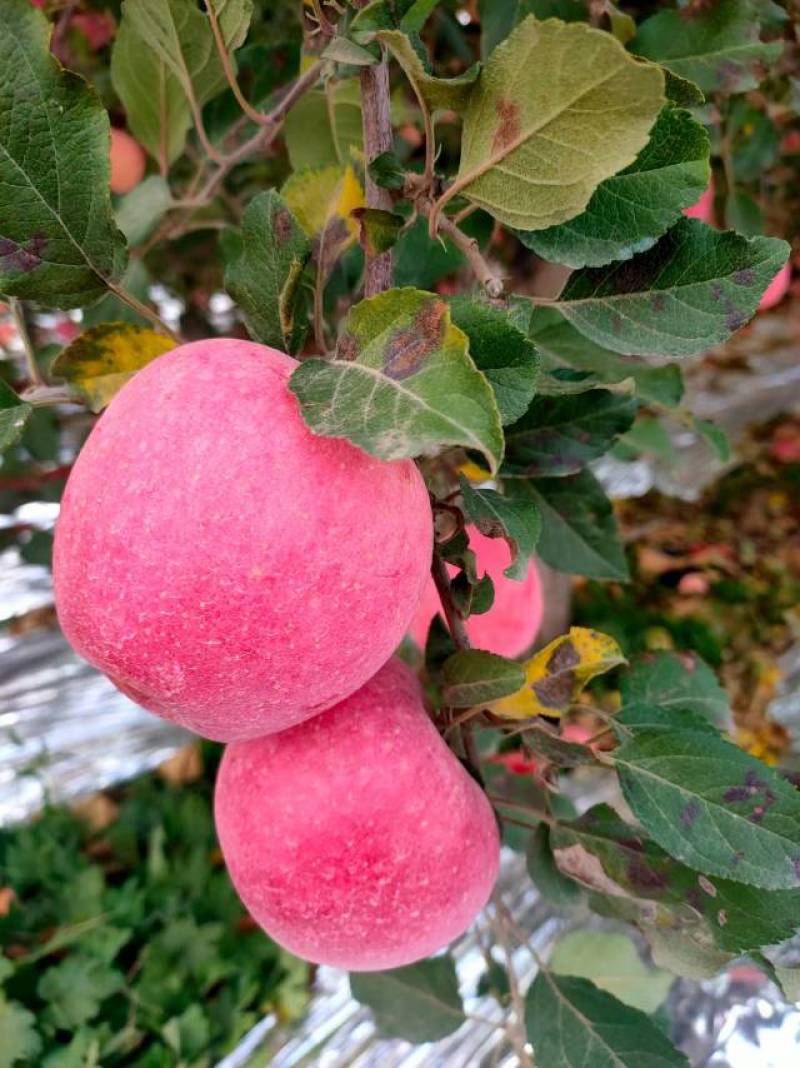 【延安产精品苹果，新鲜上市】