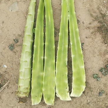 常年供应精品莴笋杆子，产地直发，代发全国，保质保量