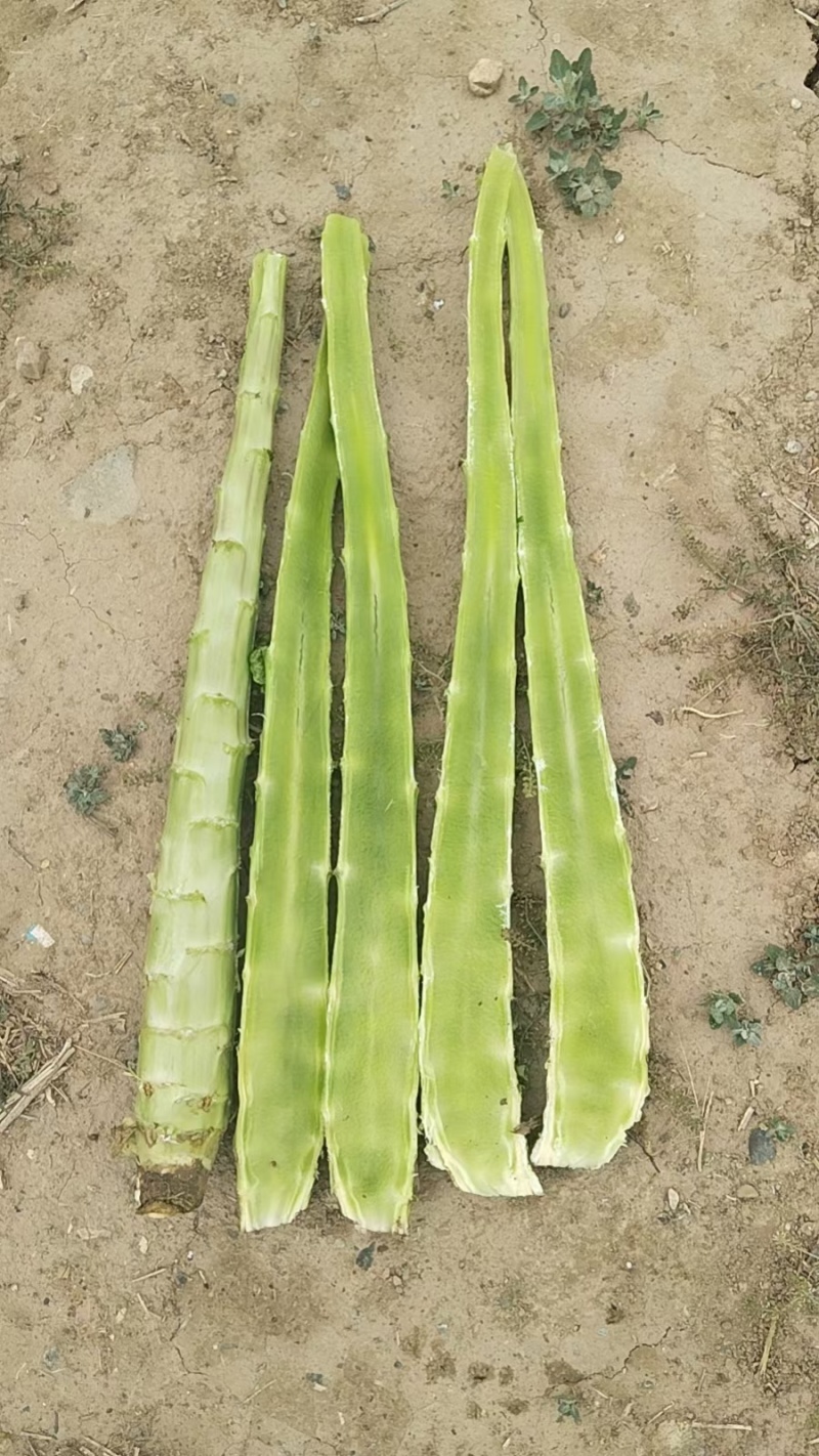 常年供应精品莴笋杆子，产地直发，代发全国，保质保量