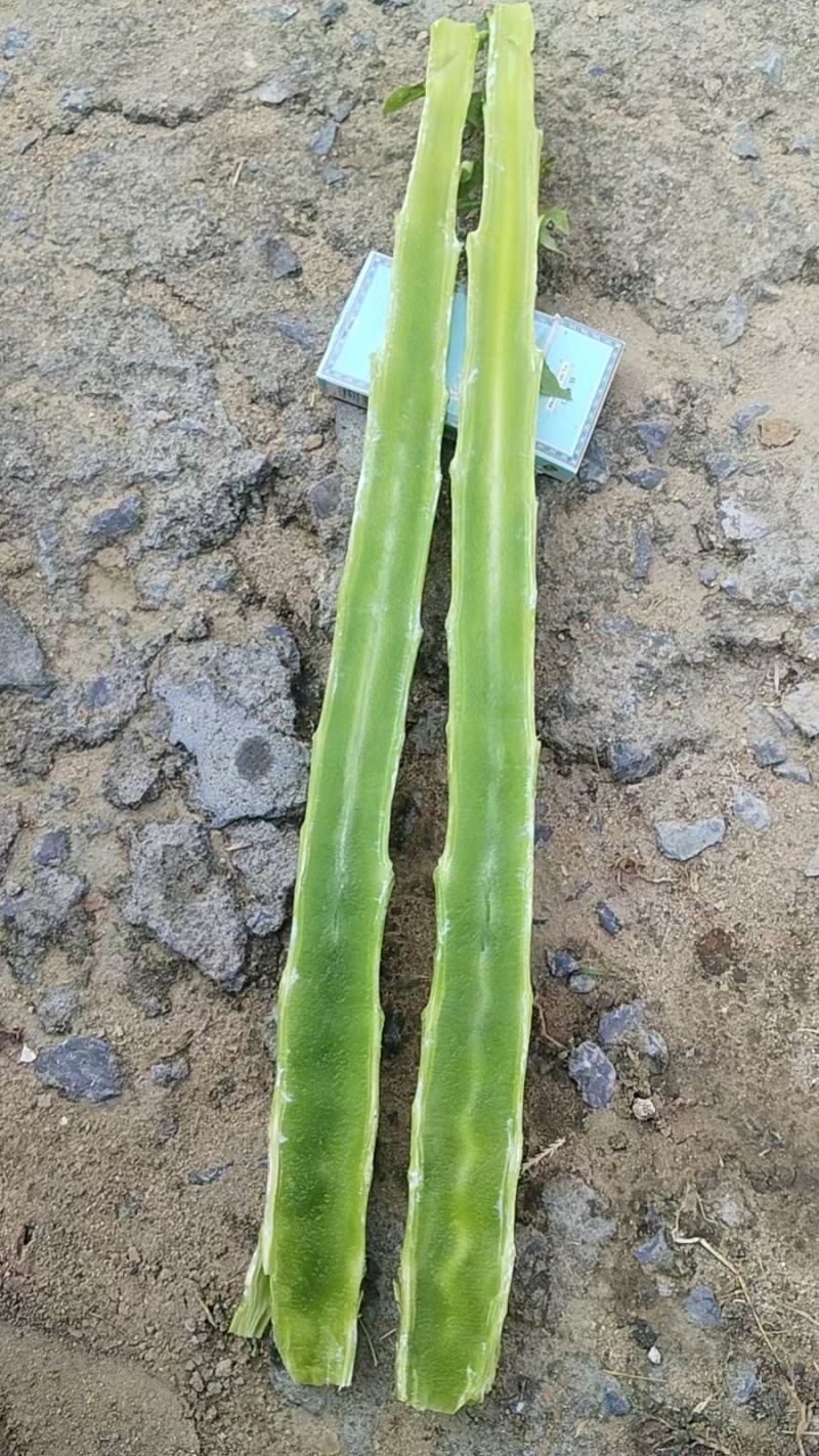 常年供应精品莴笋杆子，产地直发，代发全国，保质保量