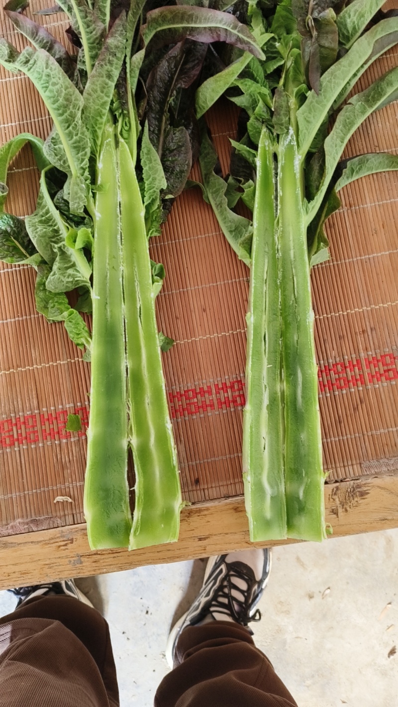 常年供应精品莴笋杆子，产地直发，代发全国，保质保量