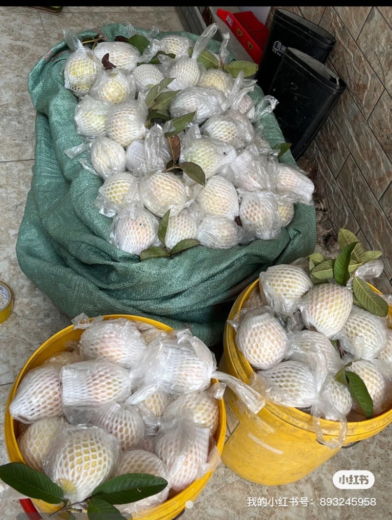四季红番石榴，产自自家果园，果实呈淡粉色，果肉多汁甜美。