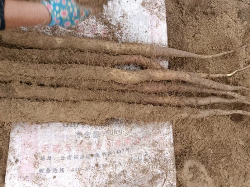 华州精品白玉山药大量上市量大从优货源充足支持视频看货
