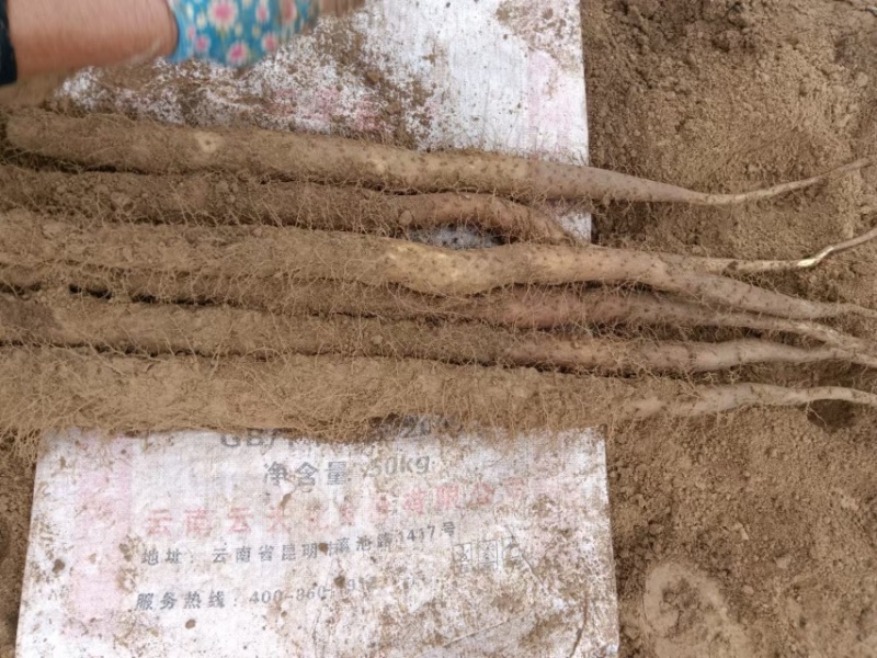 华州精品白玉山药大量上市量大从优货源充足支持视频看货
