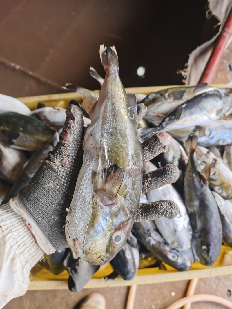 河豚干