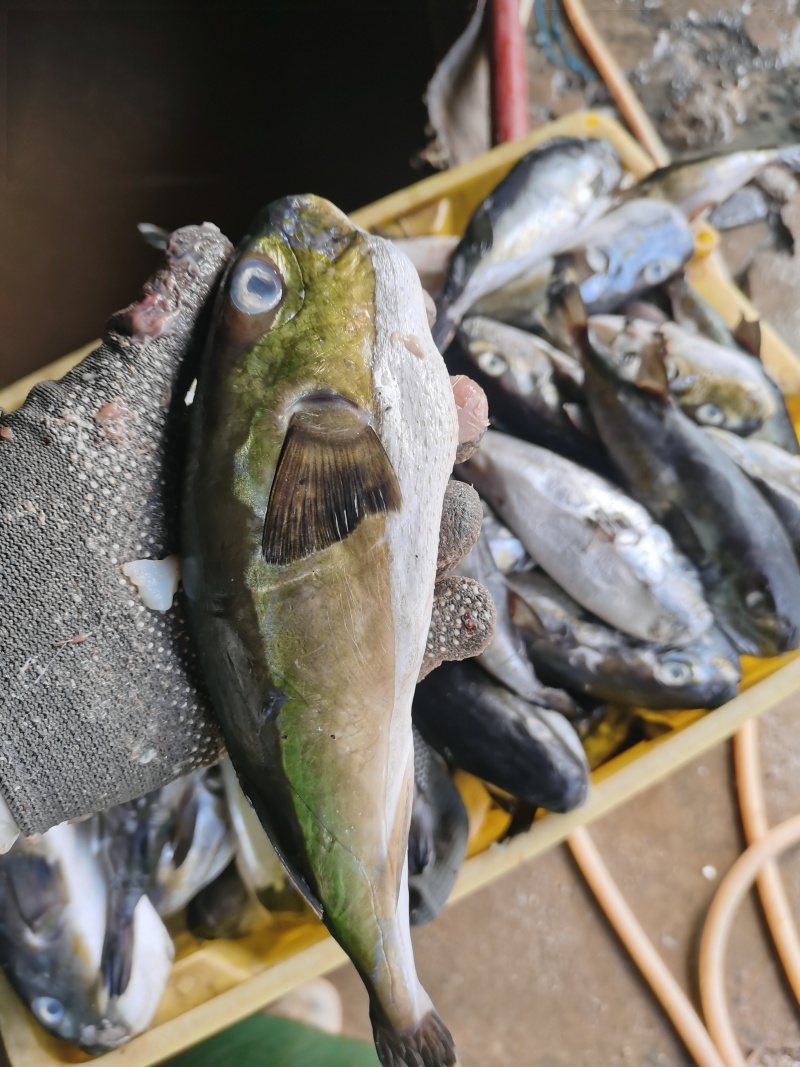 河豚干