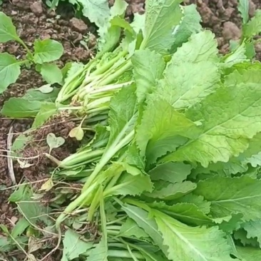 小心肝儿菜苗！！！