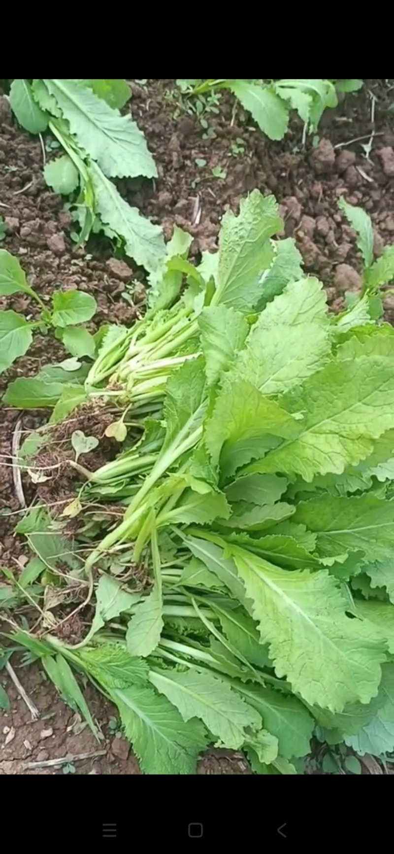 小心肝儿菜苗！！！