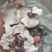 云芝，全检云芝，各种规格