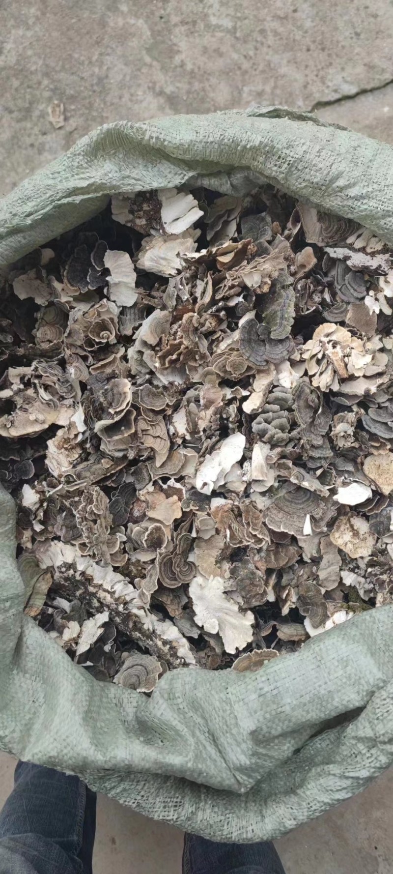 云芝，全检云芝，各种规格