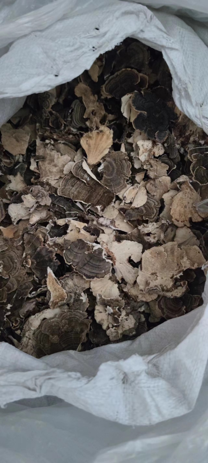 云芝，全检云芝，各种规格