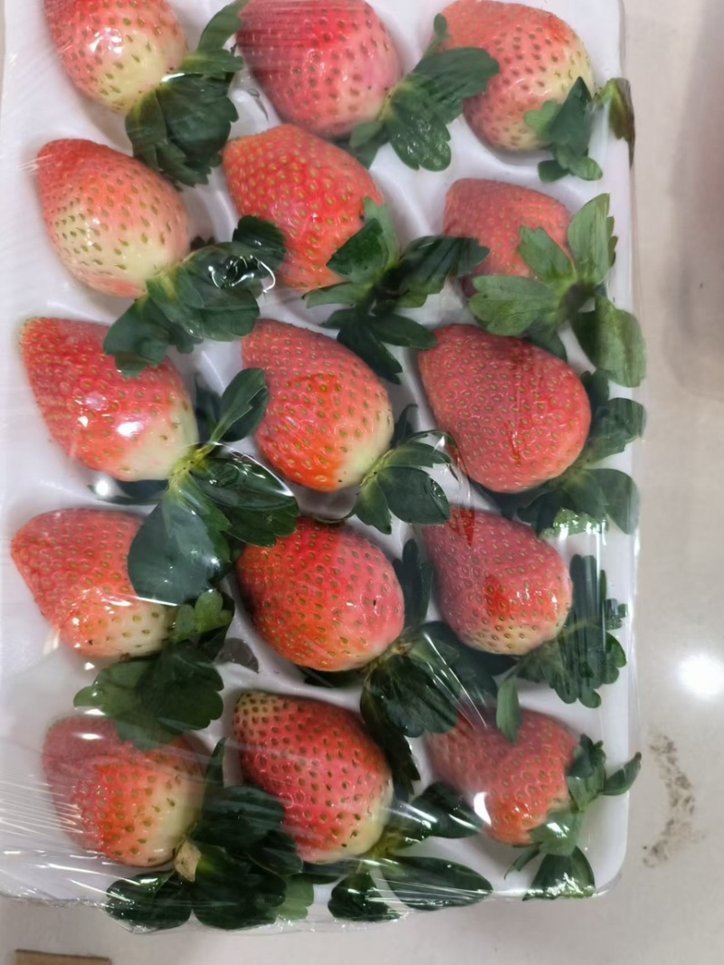云南冬草莓，粉玉，随株，梦之莹